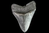 Serrated, Fossil Megalodon Tooth - Nice Tip! #112129-1